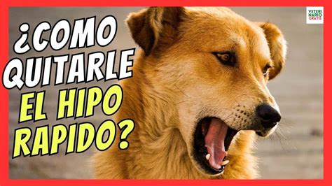 C Mo Quitarle El Hipo A Un Perro Rapido Youtube