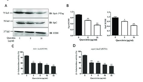 Quercitrin Inhibits The Expression Of T Ss Effectors And Spi Gene