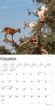 Goats in Trees Calendar 2024|Animal Den