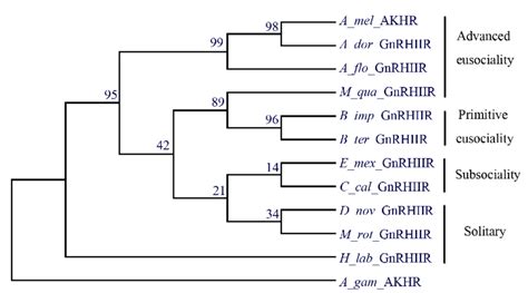 Phylogenetic Tree Of Bees Based On Akhrs The Amino Acid Sequences Were Download Scientific