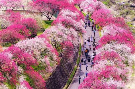 日本一の桃源郷でとっておきの春絶景を♪1万本が咲き乱れる花桃まつり開催！【長野県阿智村】 ｜じゃらんニュース