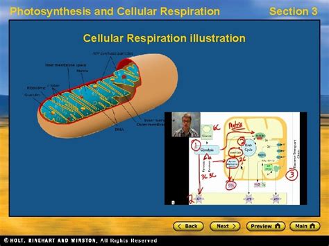 Photosynthesis And Cellular Respiration Ch 7 Cellular Respiration