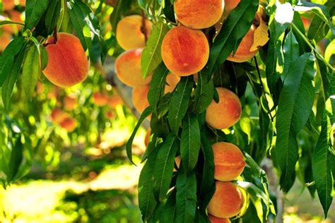 Qual o melhor adubo para árvores frutíferas O resultado é