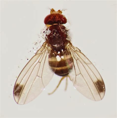 Spotted Wing Fruit Fly Drosophila Suzukii Male Photograp Flickr