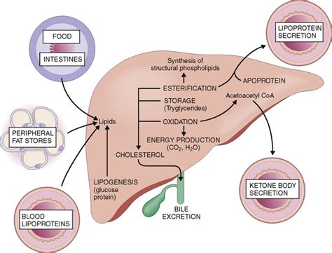 The Liver And Biliary System Basicmedical Key