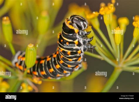 Caterpillar Old World Swallowtail Hi Res Stock Photography And Images