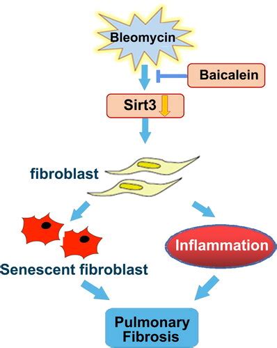 Full Article Baicalein Attenuates Bleomycin Induced Lung Fibroblast