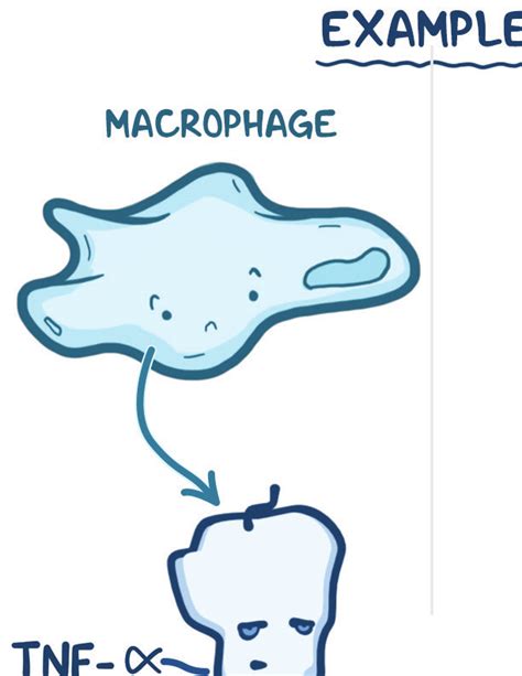 Metaplasia And Dysplasia Osmosis