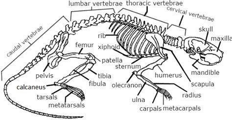 Rat External