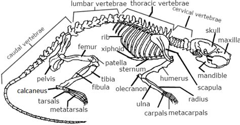 Rat External