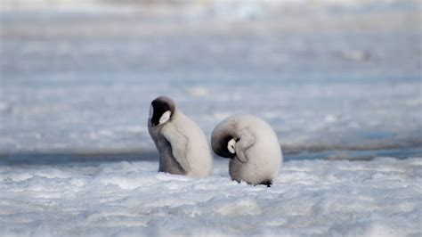 An Emperor Penguin Colony In Antarctica Vanishes The New York Times