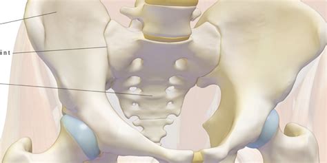 Pelvic Hip Biomechanics Part The Bones Of The Hip