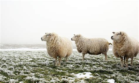 Three Sheep In Winter By MarcelTB