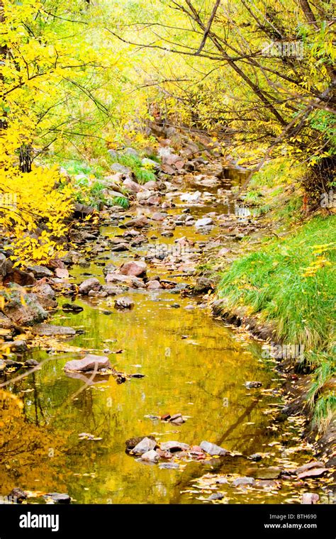 Cottonwood Trees Autumn Hi Res Stock Photography And Images Alamy