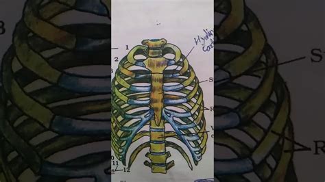 Human Rib Cage 3d View Skeleton System Ncert Youtube