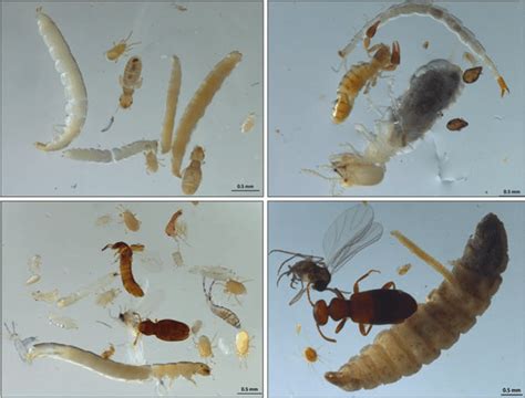 Different Arthropods Extracted From The Soil From Ccb Photographs