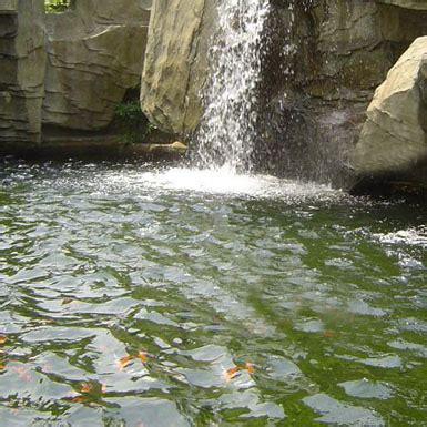 KOI PRODUCT DISPLAY GOLDFISH Jiangsu Hengfeng