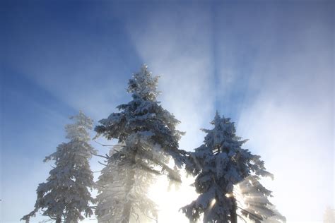 Free Images Tree Branch Mountain Snow Winter Cloud Sky Fog