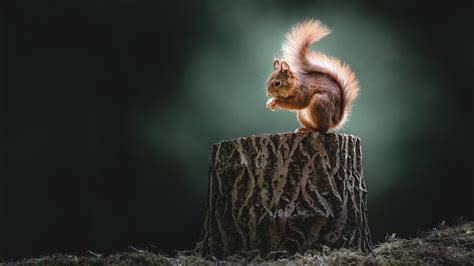 Animal Squirrel 4K 5K HD Animals Wallpapers | HD Wallpapers | ID #34301