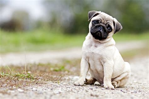 How to Train a Pug Puppy: Milestones & Timeline – American Kennel Club