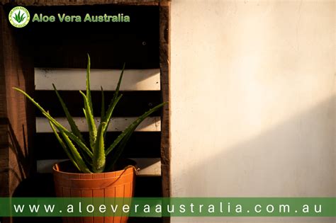 Aloe Juice: A Natural Remedy for Reducing GERD Symptoms - Aloe Vera ...