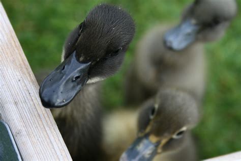 Indian Runners For Sale Ducks Breed Information Omlet