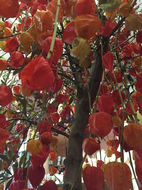 Autumn Chinese Lantern Tree By Gails Bespoke Range Tree Sculpture