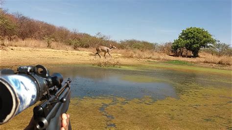 Ca Ada De Veado Na Bebida E Na Comida Youtube