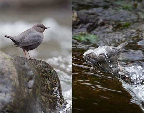 Why Dippers Dip Audubon