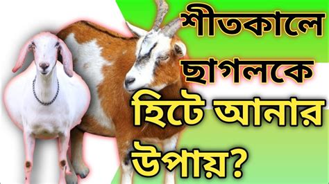 প্রচন্ড ঠান্ডায় ছাগলকে হিটে আনার উপায় শীতকালে ছাগল হিটে না আসার কারণ