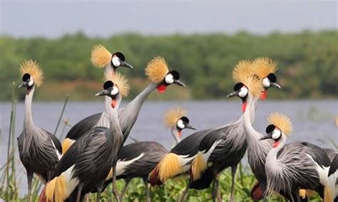 Birding Safaris In Uganda Explore Uganda Tours