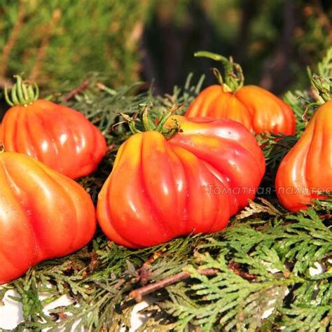 Розовые - Томатная палитра