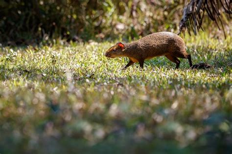 Mink Habitat Pictures | Freepik