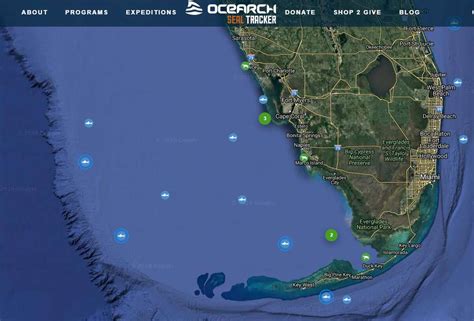 Several Great White Sharks Spotted In The Gulf And More Are Behind Them