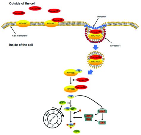 A Schematic Model To Summarize The Internalization Pathway Of Z Hpv16e7