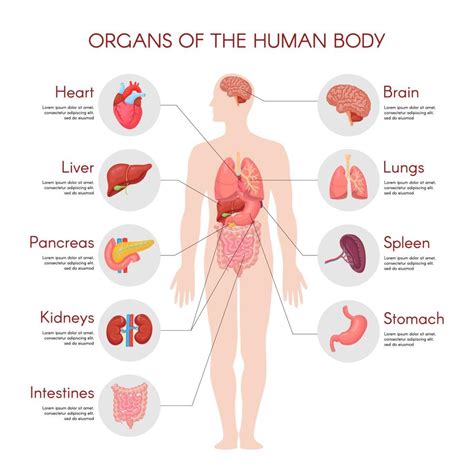 Human anatomy infographic elements with set of internal organs isolated ...