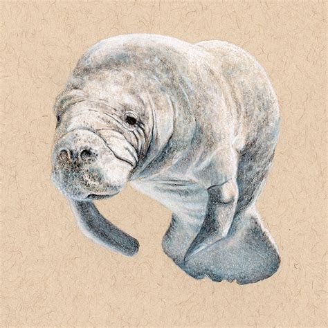 Manatee Drawing at PaintingValley.com | Explore collection of Manatee ...