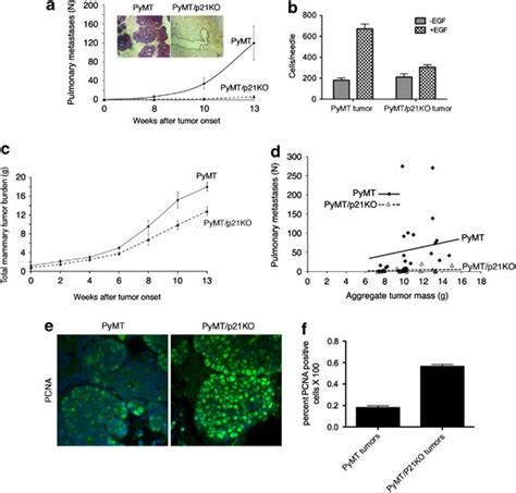 21cip1 Knockout Inhibits Mammary Tumor Metastasis In Vivo A The