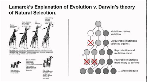 Lamarck Theory Vs Darwin Theory