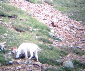 Mountain Goat Sex Identification And Field Judging Pursuit With Cliff
