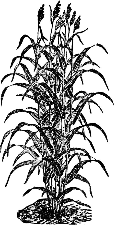 Sorghum Stock Illustrations 607 Sorghum Stock Illustrations Clip