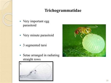 Identification Of Parasitoids Ppt Entomology