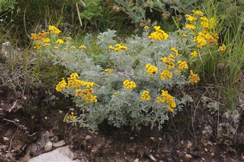 Ajania tenuifolia from 中国青海省玉树藏族自治州玉树市 on August 11 2023 at 12 32 PM