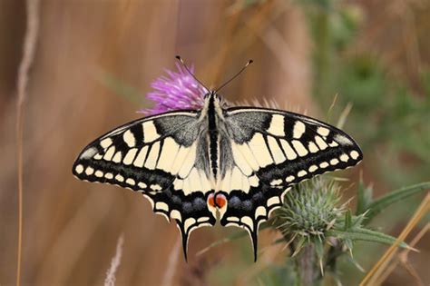 Old World Swallowtail (Papilio machaon) · iNaturalist