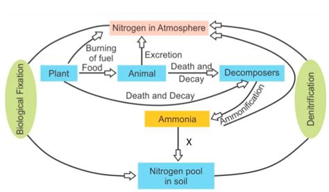 Show The Steps Of A Nitrogen Cycle With The Help Of A Flow Chart