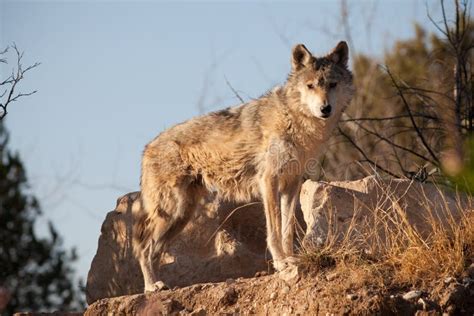 Lobo Gris Mexicano Foto de archivo - Imagen: 19818000