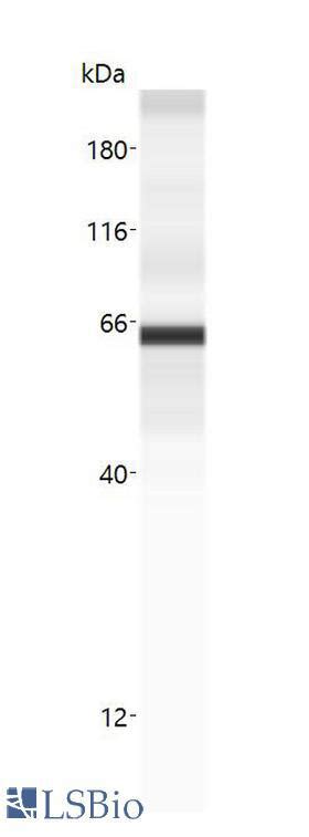 Pathplus Cd Polyclonal Antibody Rabbit Anti Human Ihc Swb Lsbio