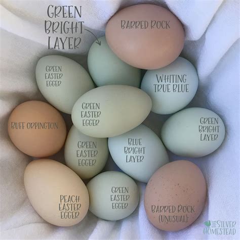 Chicken Egg Colors By Breed Silver Homestead