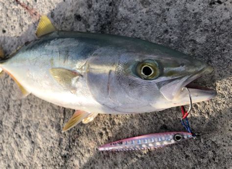 秋に釣れる魚・おすすめターゲットを徹底解説！ まるなか大衆鮮魚