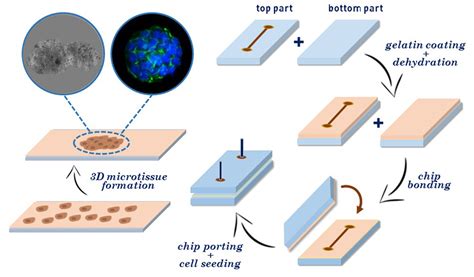 Micromachines Free Full Text Gelatin Coated Microfluidic Channels